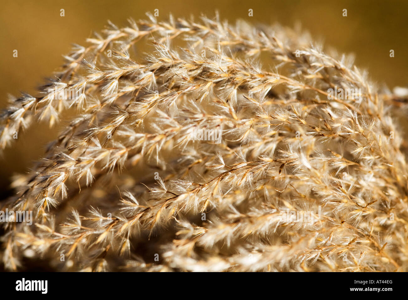 Miscanthus sinensis 'Malepartus' Foto Stock