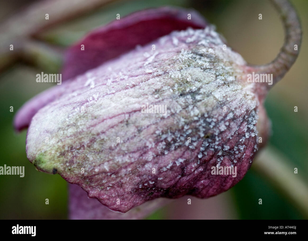 L'elleboro flower coperto di brina Foto Stock