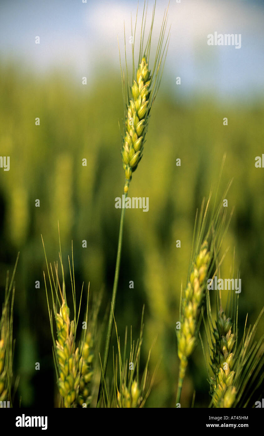 Spiga di grano Foto Stock