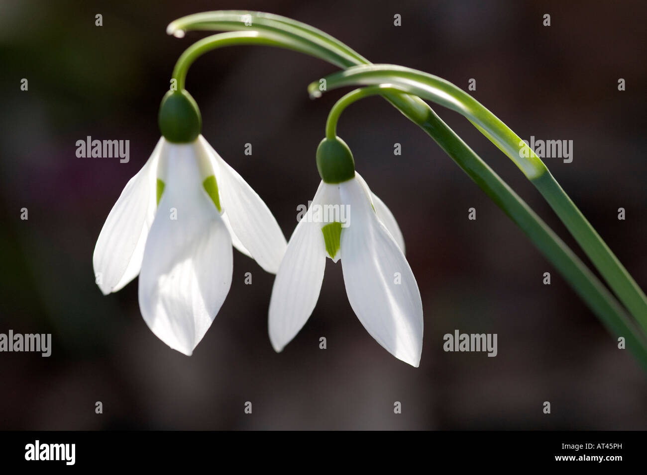 Snowdrop o Galanthus Foto Stock