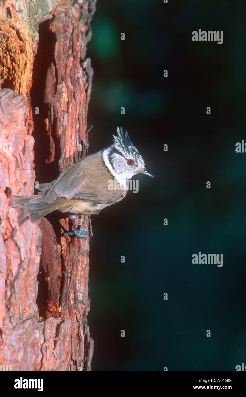 Cincia dal ciuffo, Lophophanes (Parus cristatus). Sul tronco di pino Foto Stock