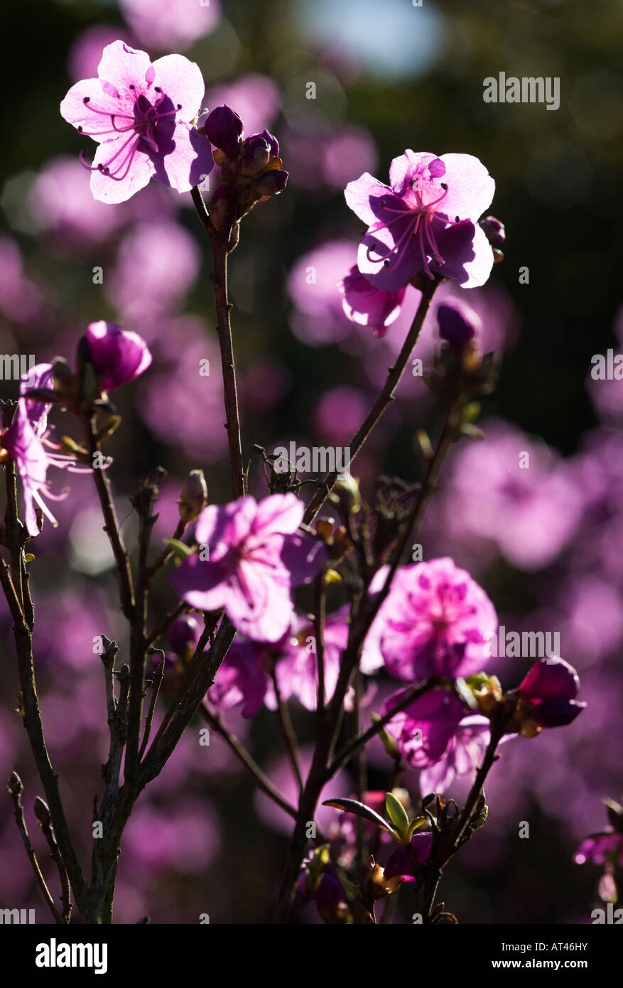 Rhododendron Dauricum 'Midwinter' Foto Stock