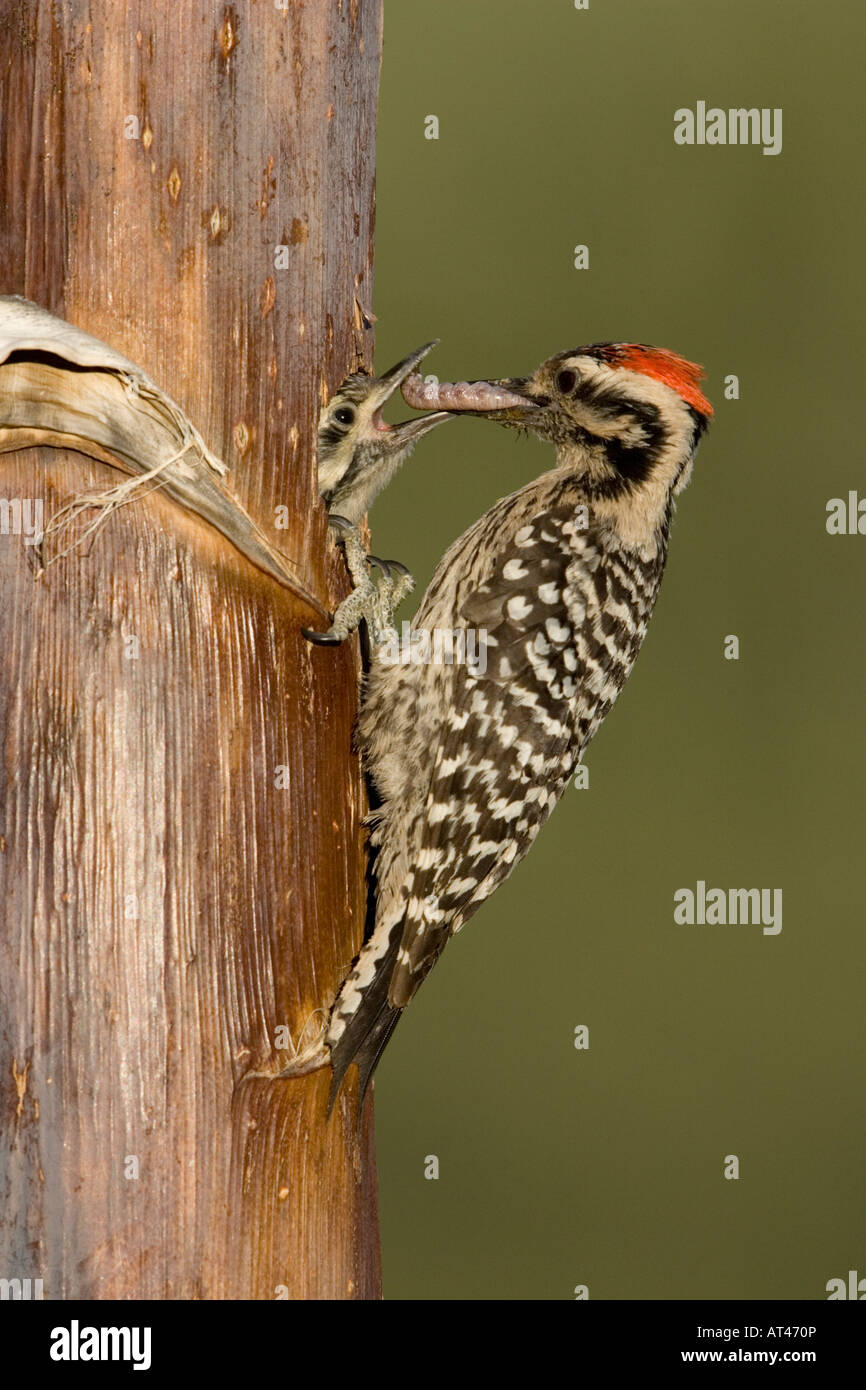 Scala-backed Woodpecker maschio, Picoides scalaris, alimentando annidata nelle cavità di nido in agave levetta. Foto Stock