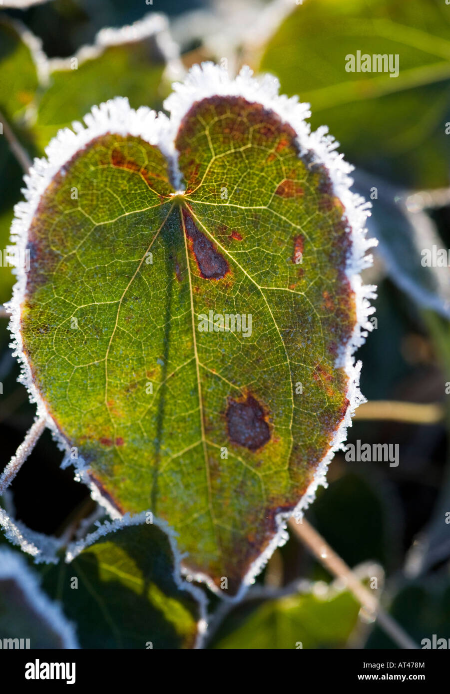 Foglie delineate nel gelo Foto Stock