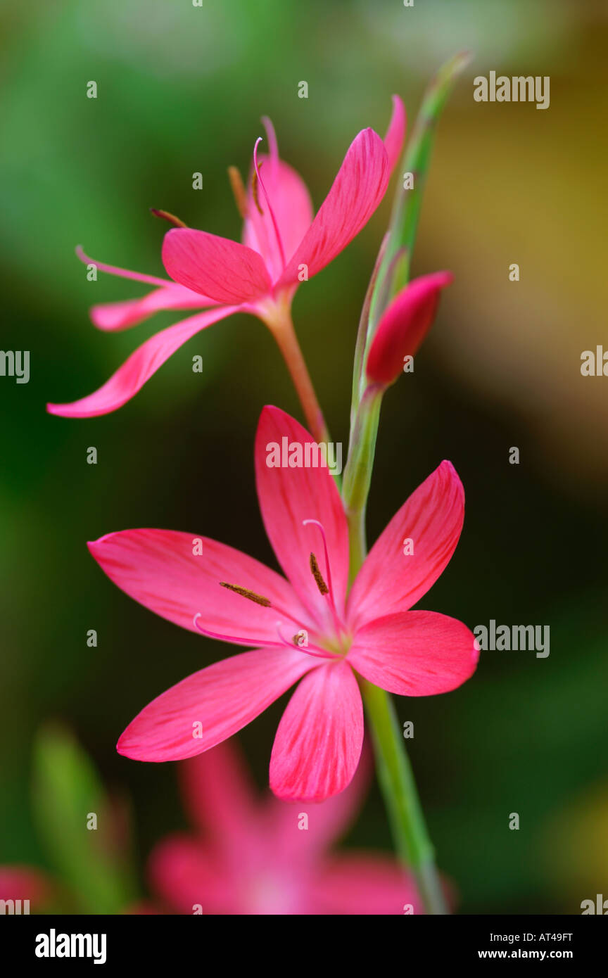 Schizostylis coccinea Salome Foto Stock