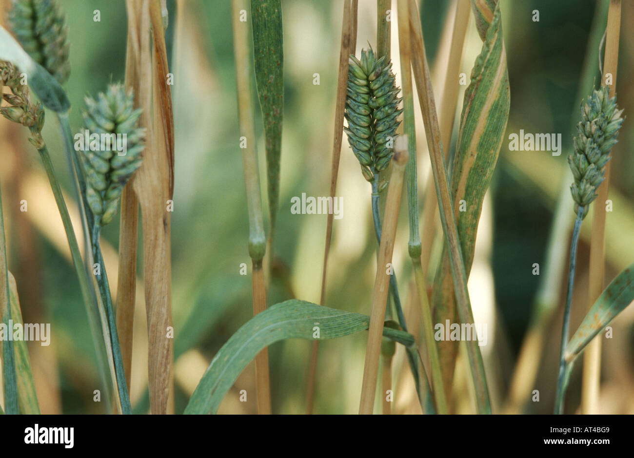 Club di frumento, di frumento (Triticum aestivum ssp. compactum, Triticum compactum (unbegrannt)), i picchi Foto Stock