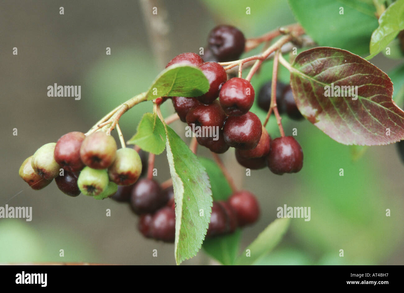 Black Chokeberry (Aronia melanocarpa), infructescence Foto Stock