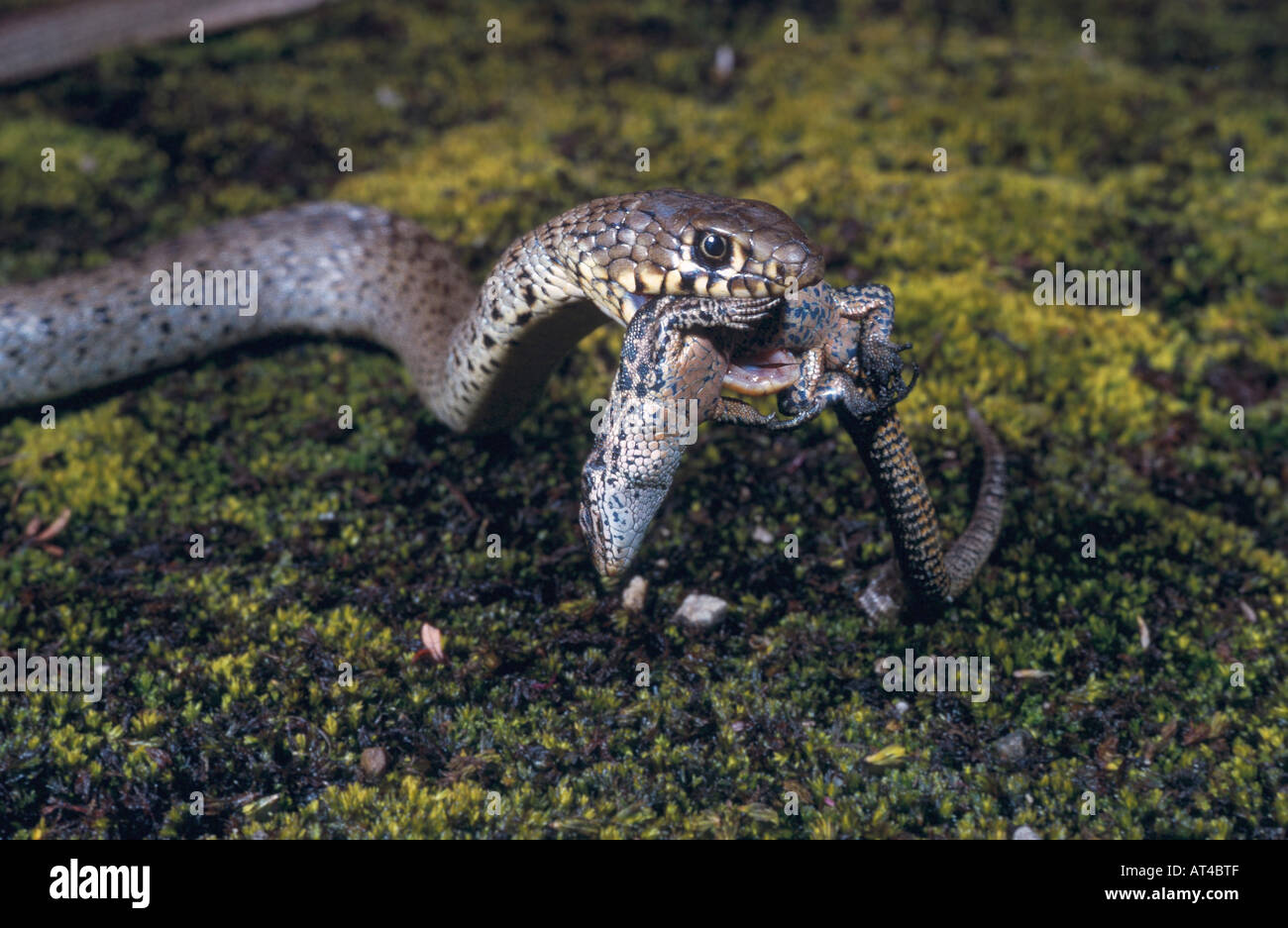 Unione frusta snake, dell'Europa occidentale frusta snake, verde scuro e whipsnake (Coluber viridiflavus), con catturato lizard Foto Stock