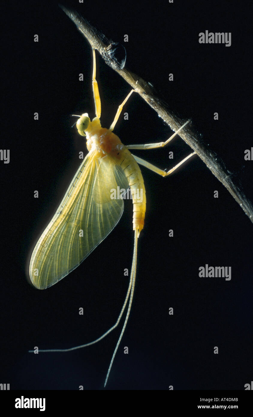 Mayfly (Heptagenia sulfurea), femmina Foto Stock