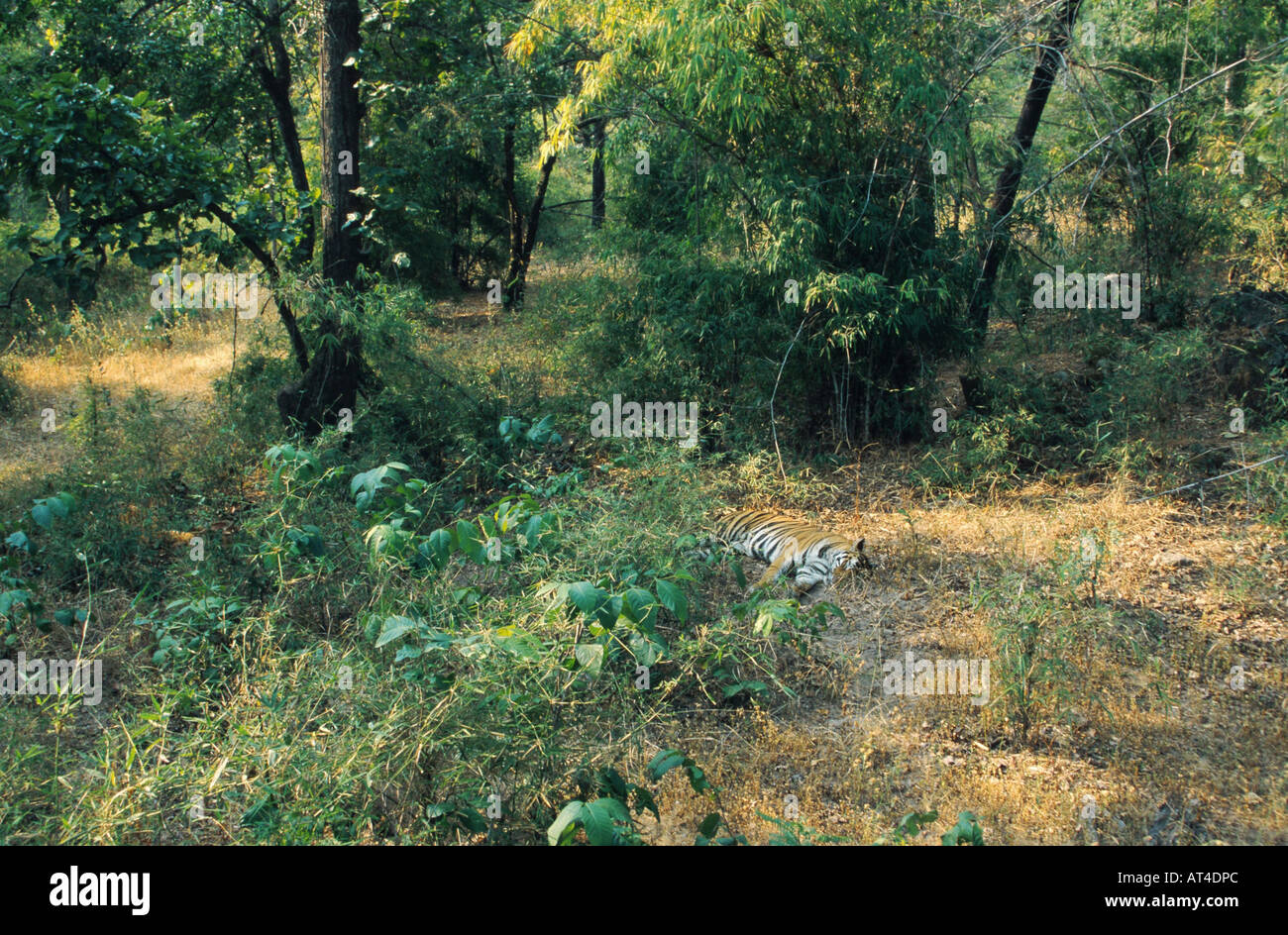 Tigre del Bengala (Panthera tigris tigris), femmina adulta, India Foto Stock