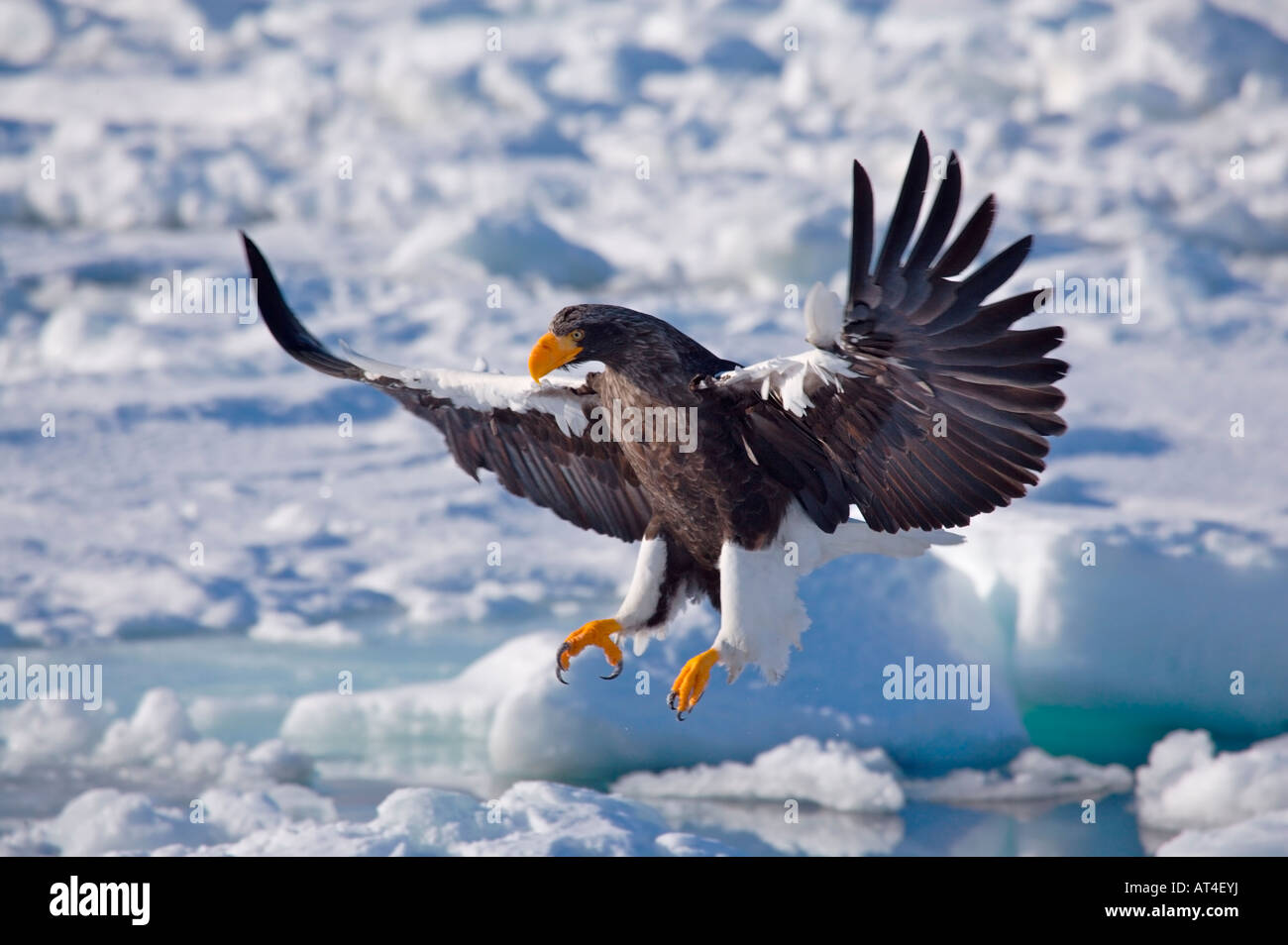 Steller's sea eagle (Haliaeetus pelagicus) Hokkaido in Giappone uno dei più grandi del mondo delle Aquile Foto Stock