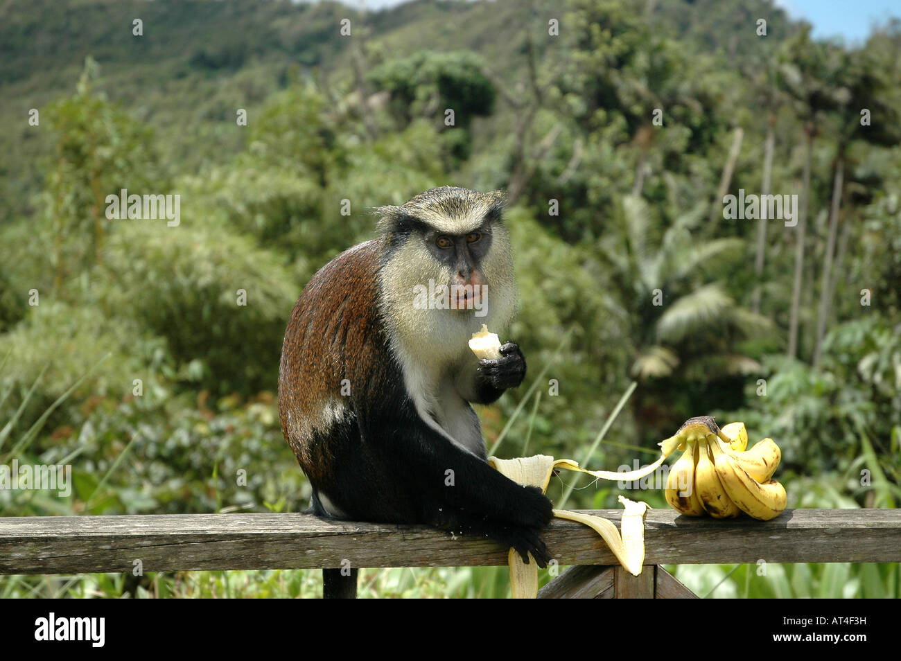 Mona monkey mangiare una banana al parco nazionale Grand Etang Grenada Foto Stock