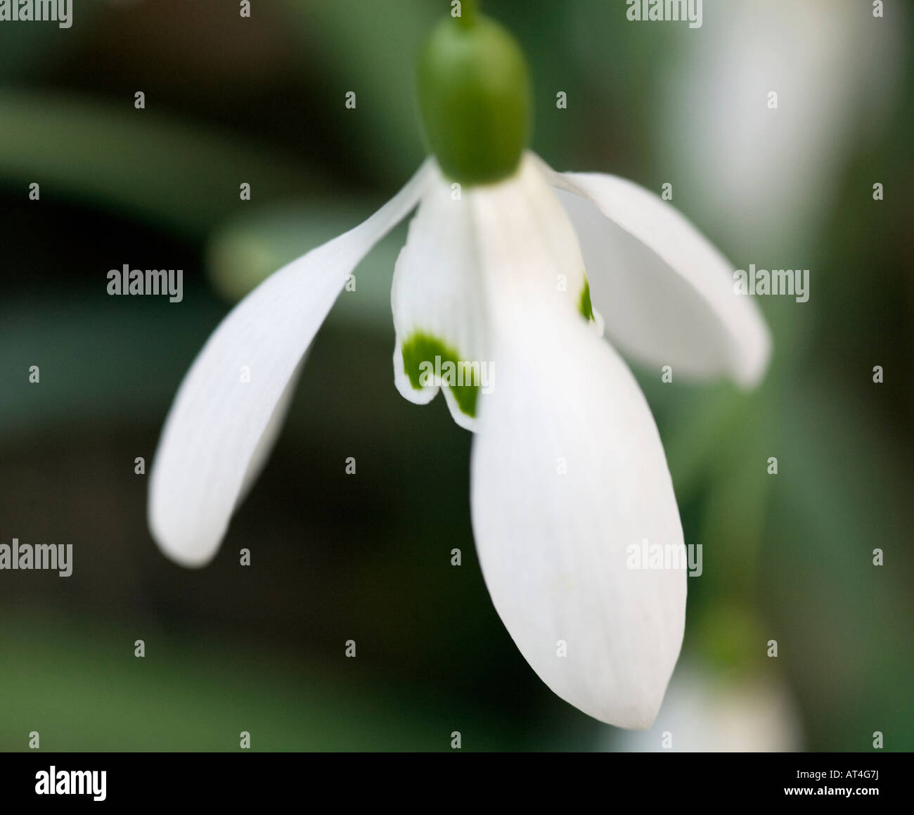 Snowdrop o Galanthus Foto Stock