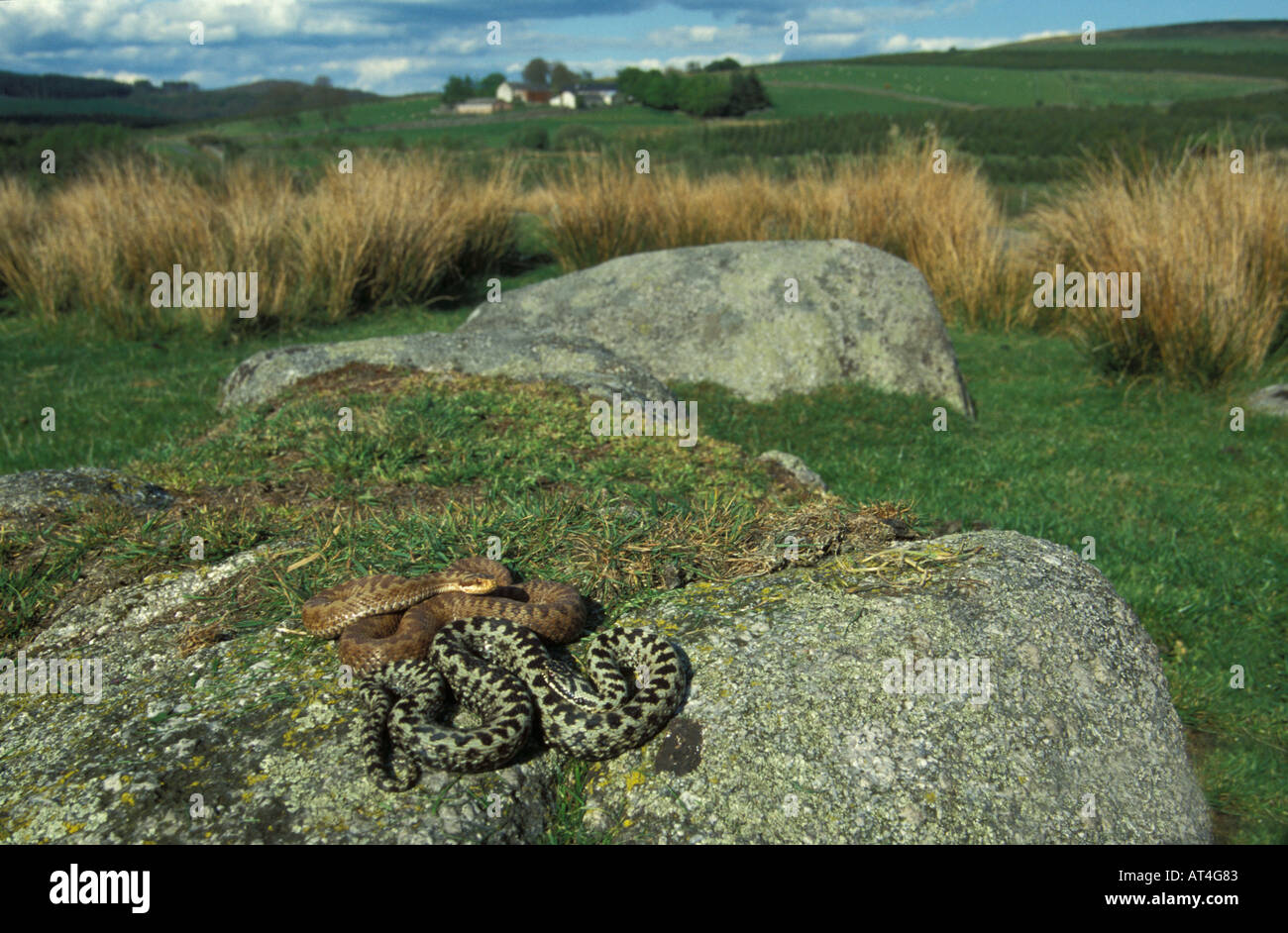 Il sommatore serpenti Vipera berus crogiolarsi in sun maschio e femmina Regno Unito Foto Stock