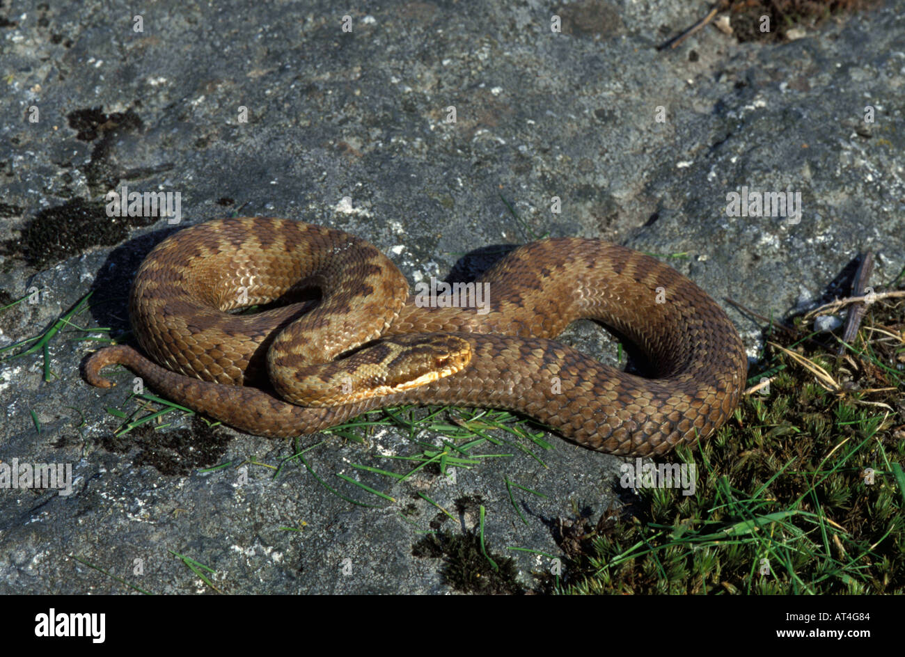 Il sommatore Snake Vipera berus crogiolarsi in sun femmina corpo di riscaldamento Regno Unito Foto Stock