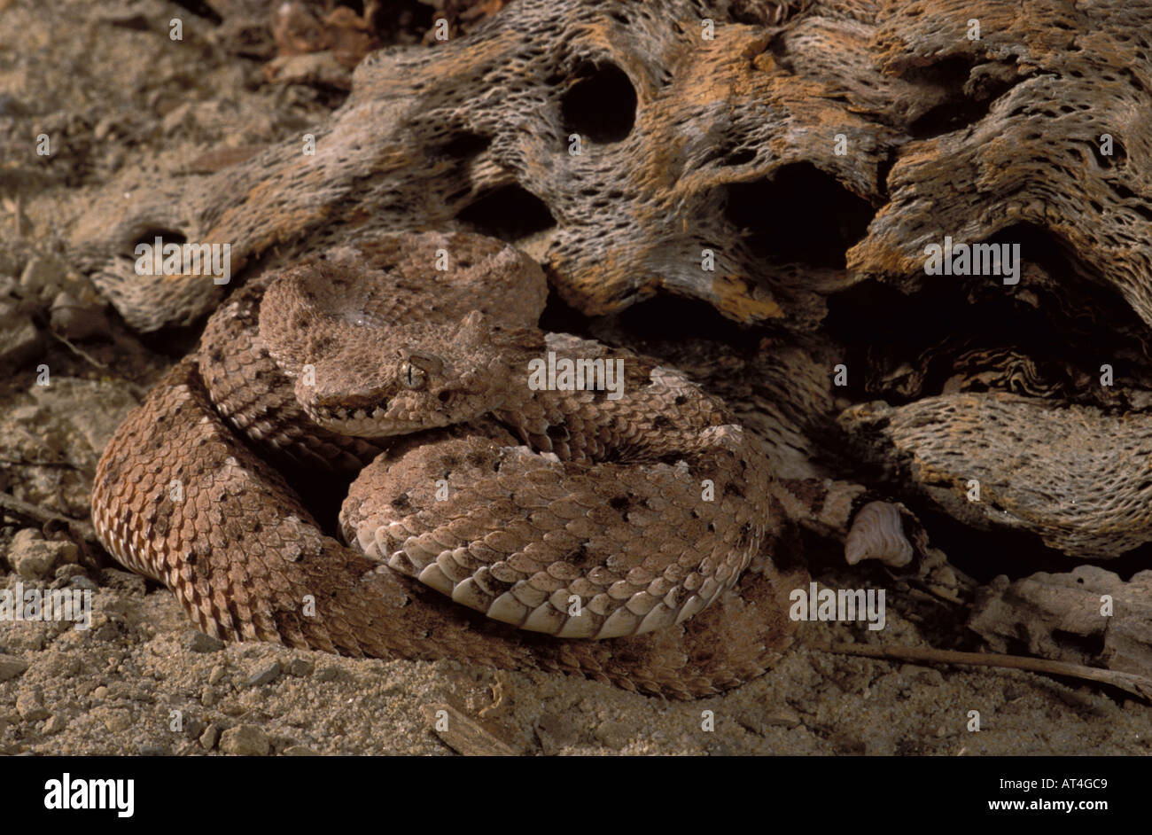 Sonoran Sidewinder snake Crotalus cerastes cercobombus USA Foto Stock