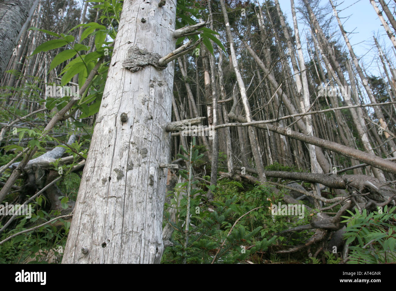 Gli alberi morti Great Smoky Mountains beetle danni Foto Stock