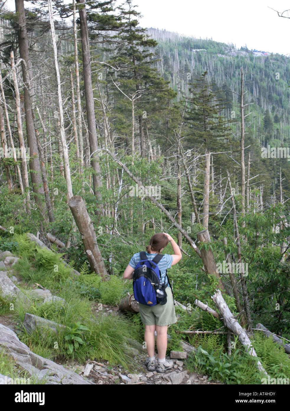 Gli alberi morti Great Smoky Mountains beetle danni Foto Stock
