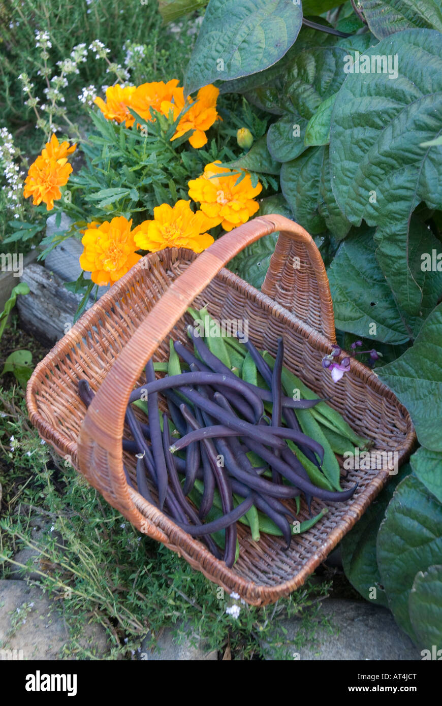 Cesto di fagioli in giardino con il compagno piantagione di nematodi inibire le calendule Foto Stock