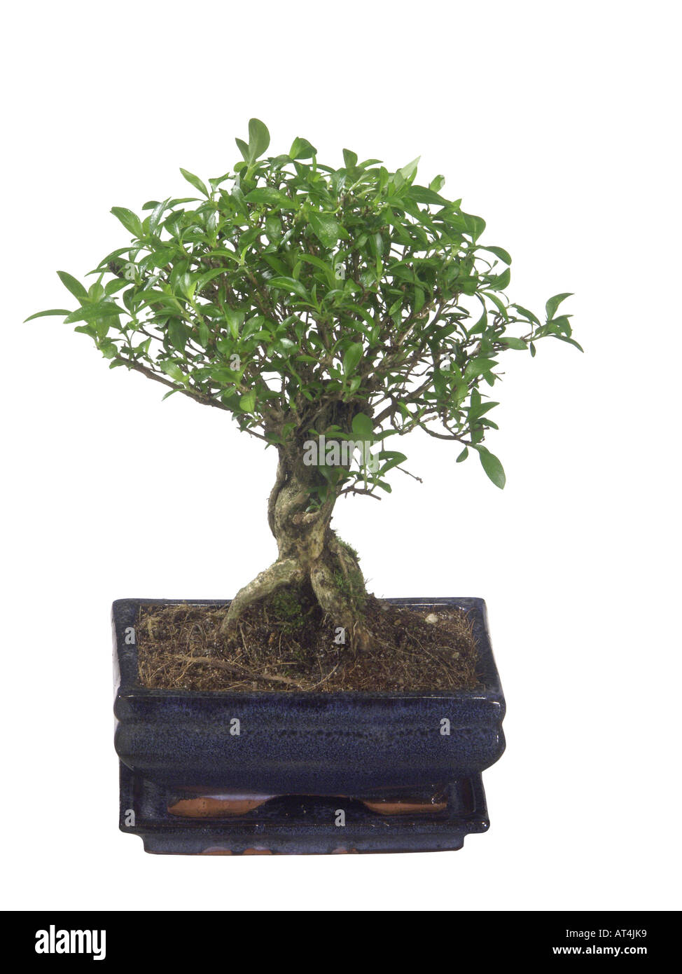 Serissa, cerchio giallo (Serissa foetida, Serissa japonica), bonsai Foto Stock