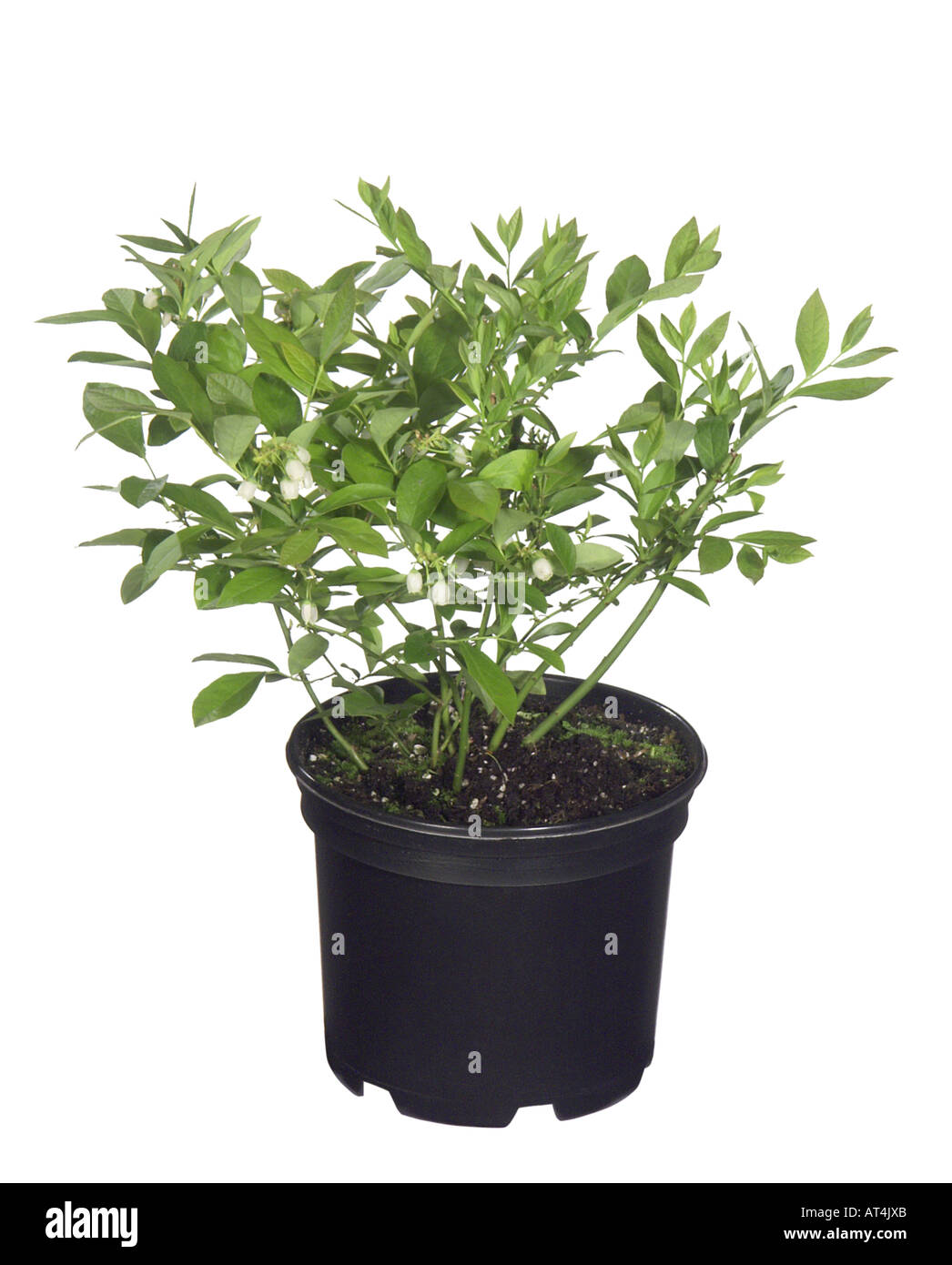 Alta mirtillo, highbush mirtillo, mirtillo di palude (Vaccinium corymbosum), pianta in vaso, cultivar Foto Stock