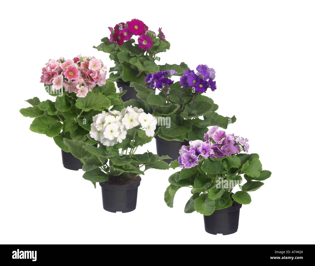 Primerose tedesco, veleno Primerose (Primula obconica), fiori invasati, cultivar diverse Foto Stock