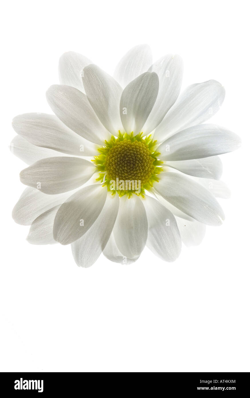 Primo piano artistico floreale fiore margherita bianco dall'alto nessuno nessuno sfondo bianco fotografia verticale ad alta risoluzione Foto Stock