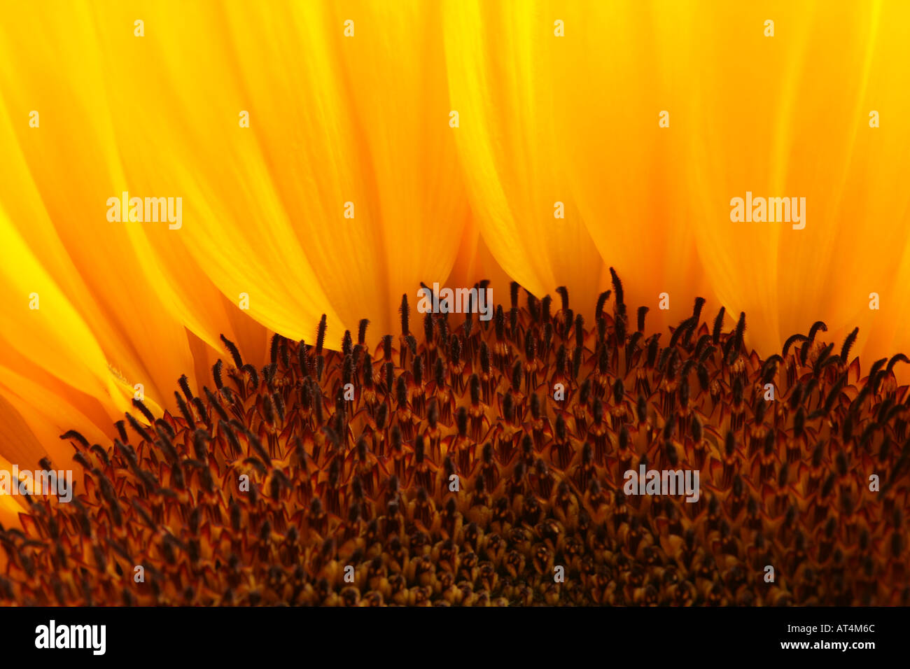 Sun Flower bloom extreme closeup Foto Stock