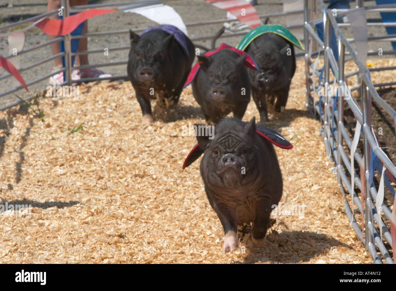 Gare di maiale all'Erie County Fair e Expo di Amburgo New York Foto Stock