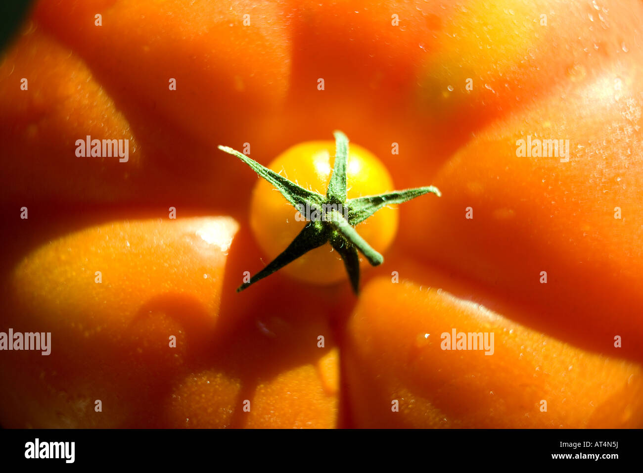 Grandi e piccoli pomodori proprietarie Foto Stock