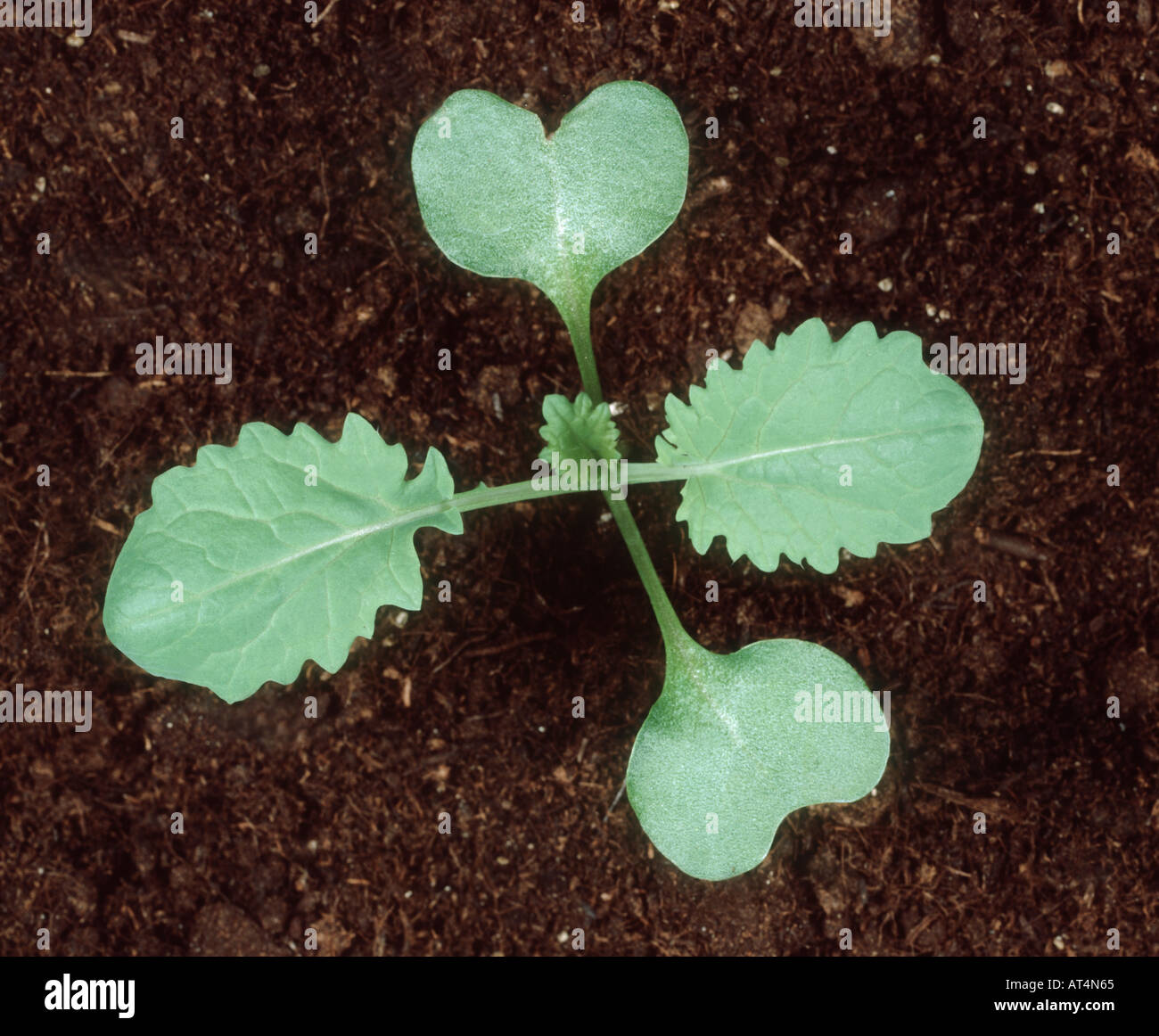 Piantina della colza Brassica napus con cotiledoni due foglie vere Foto  stock - Alamy