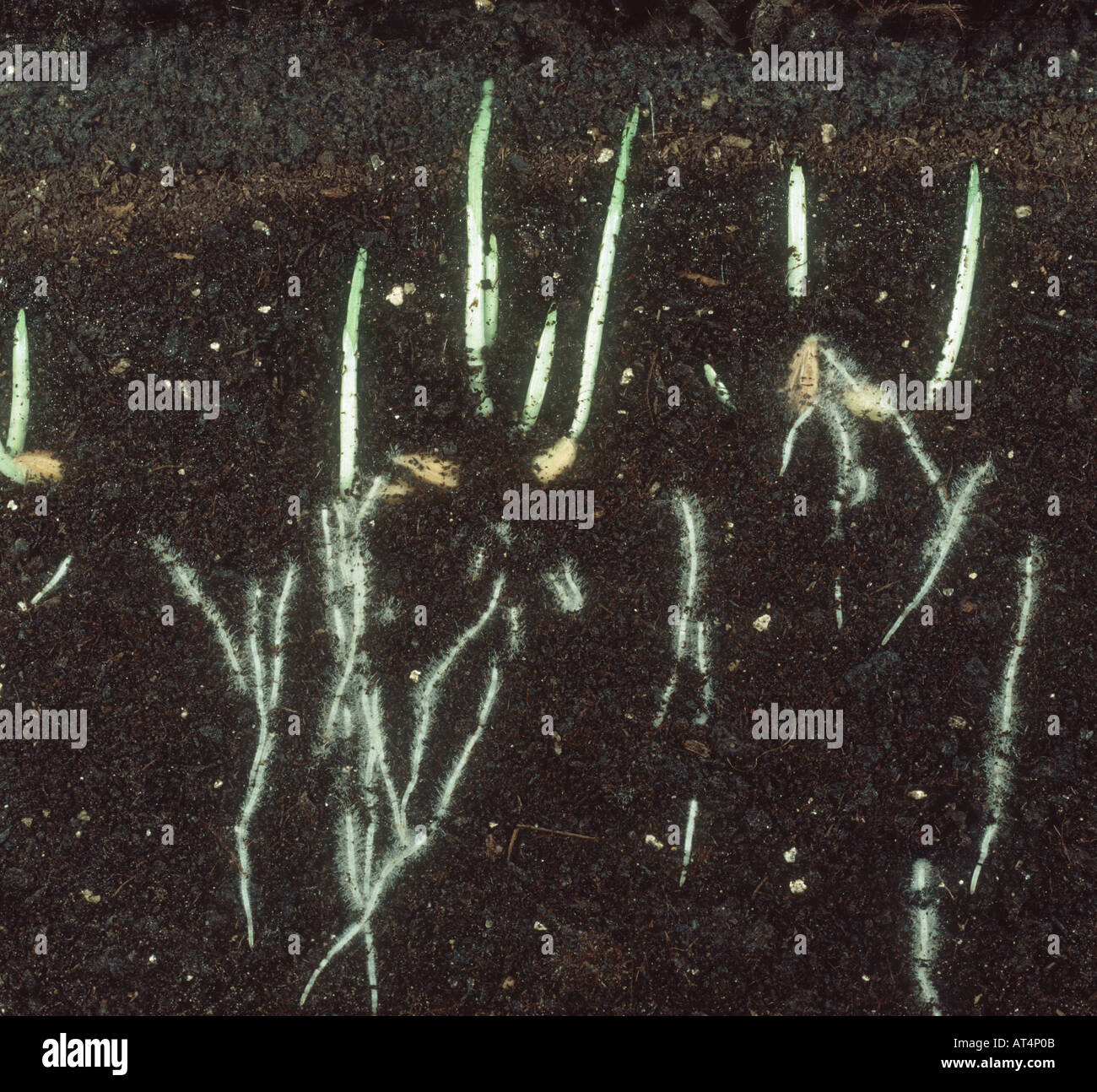 La germinazione di semi di orzo che mostra lo sviluppo della radice come germogli iniziano ad emergere Foto Stock