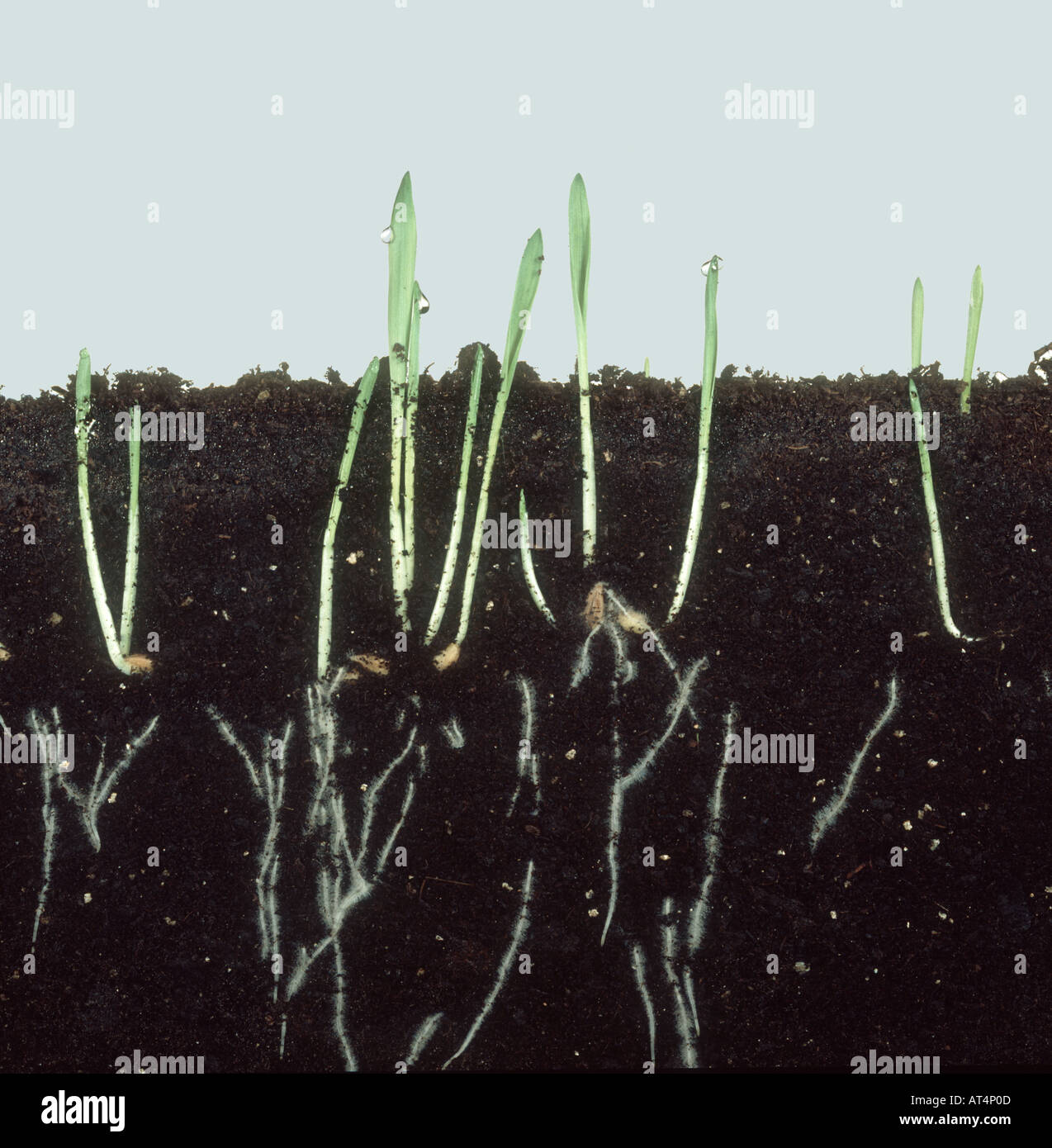 La germinazione di semi di orzo che mostra i giovani germogli e lo sviluppo della radice Foto Stock
