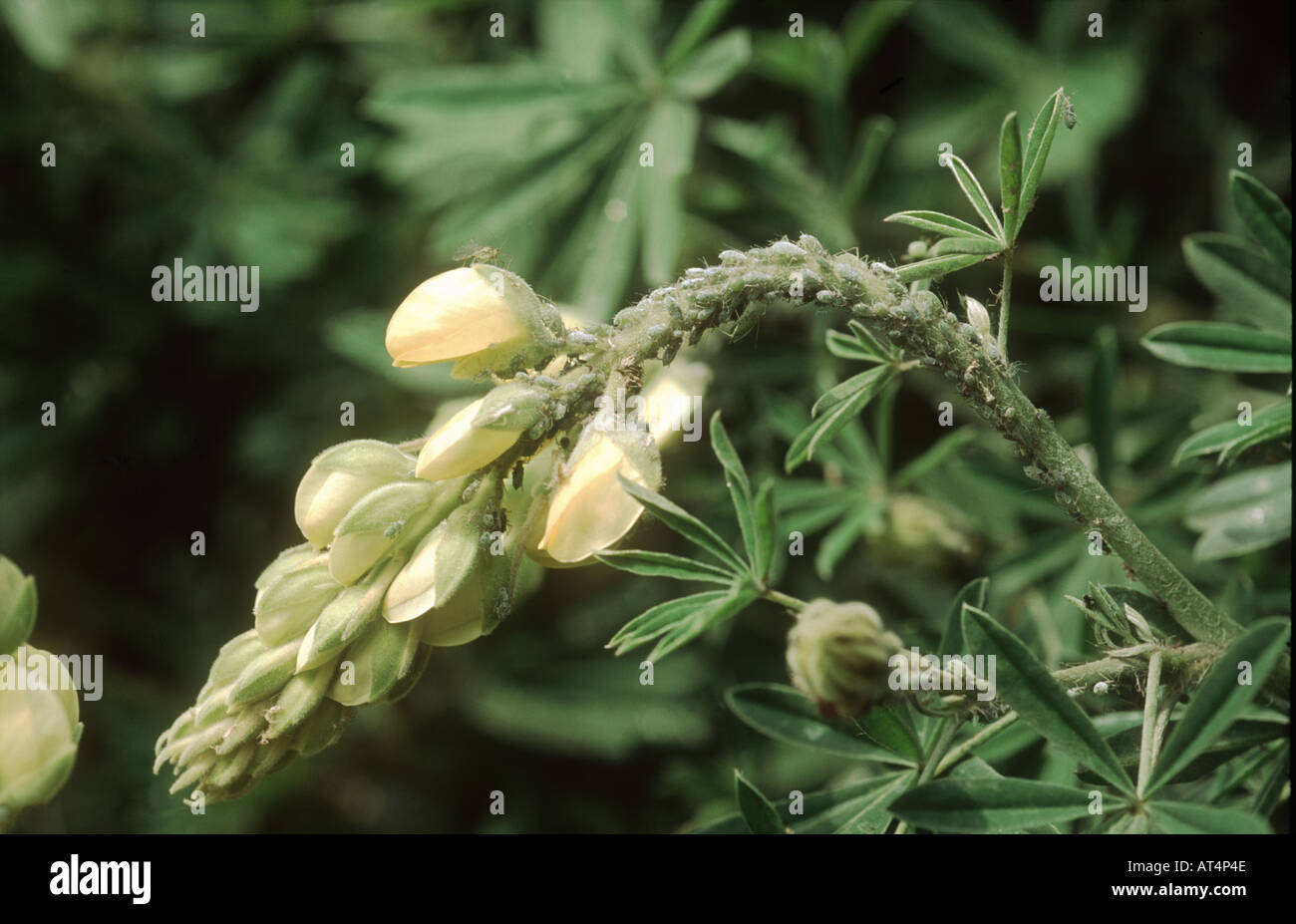 Lupin afide Macrosiphum albifrons colonia su Lupin Lupinus arboreus fiore Foto Stock