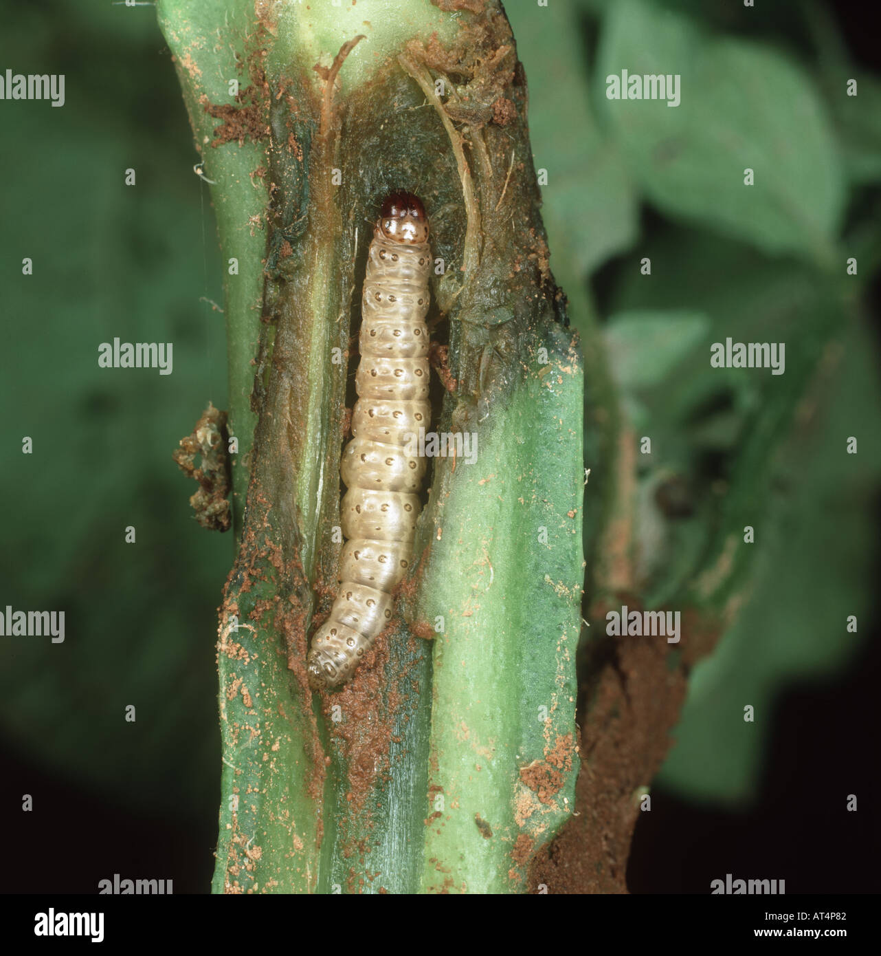 Piralide del mais Ostrinia nubialis caterpillar nel gambo di una pianta di patata in Canada Foto Stock