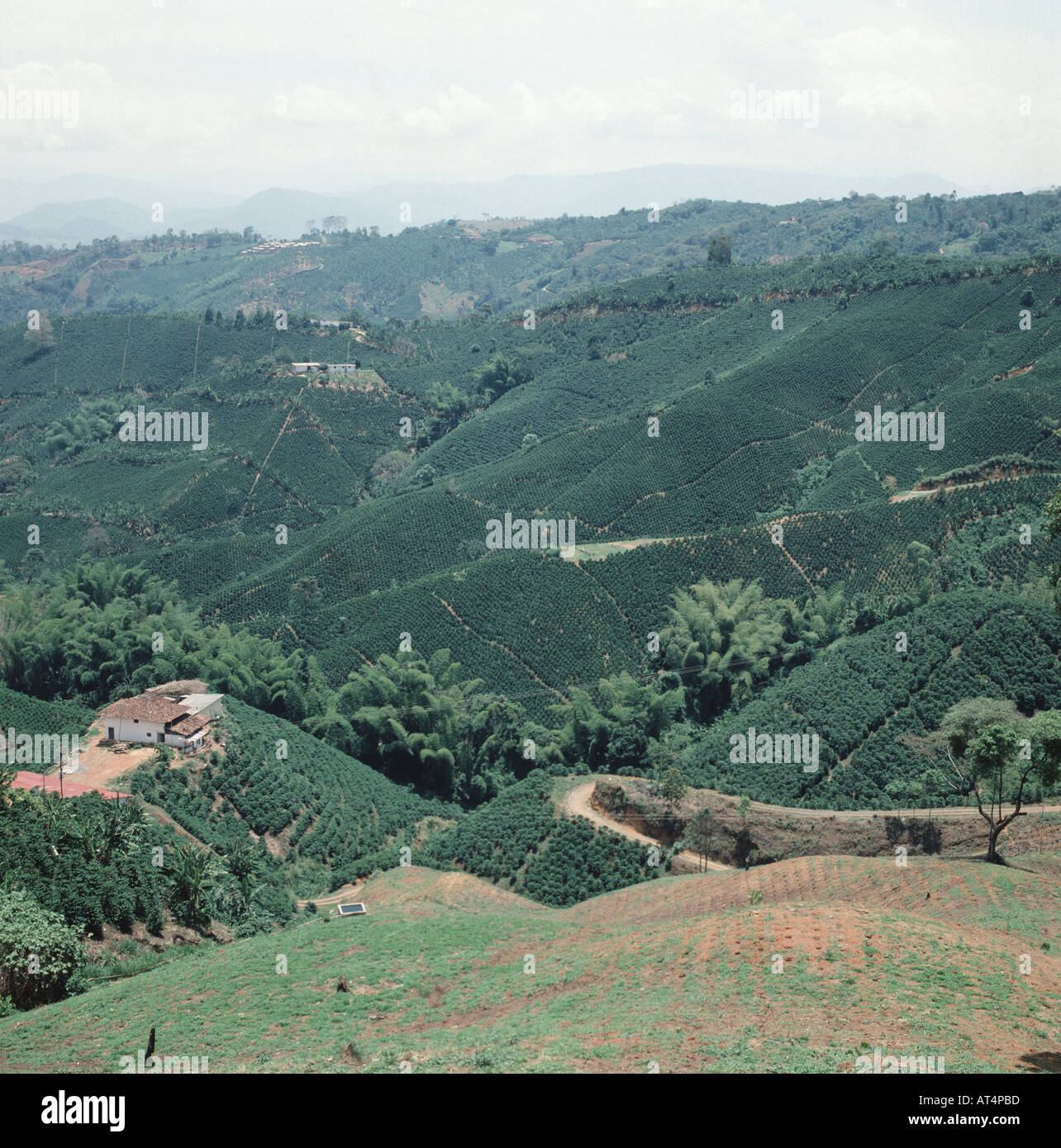 Pianura piantagioni di caffè senza ombra di alberi in Colombia Sud America Foto Stock