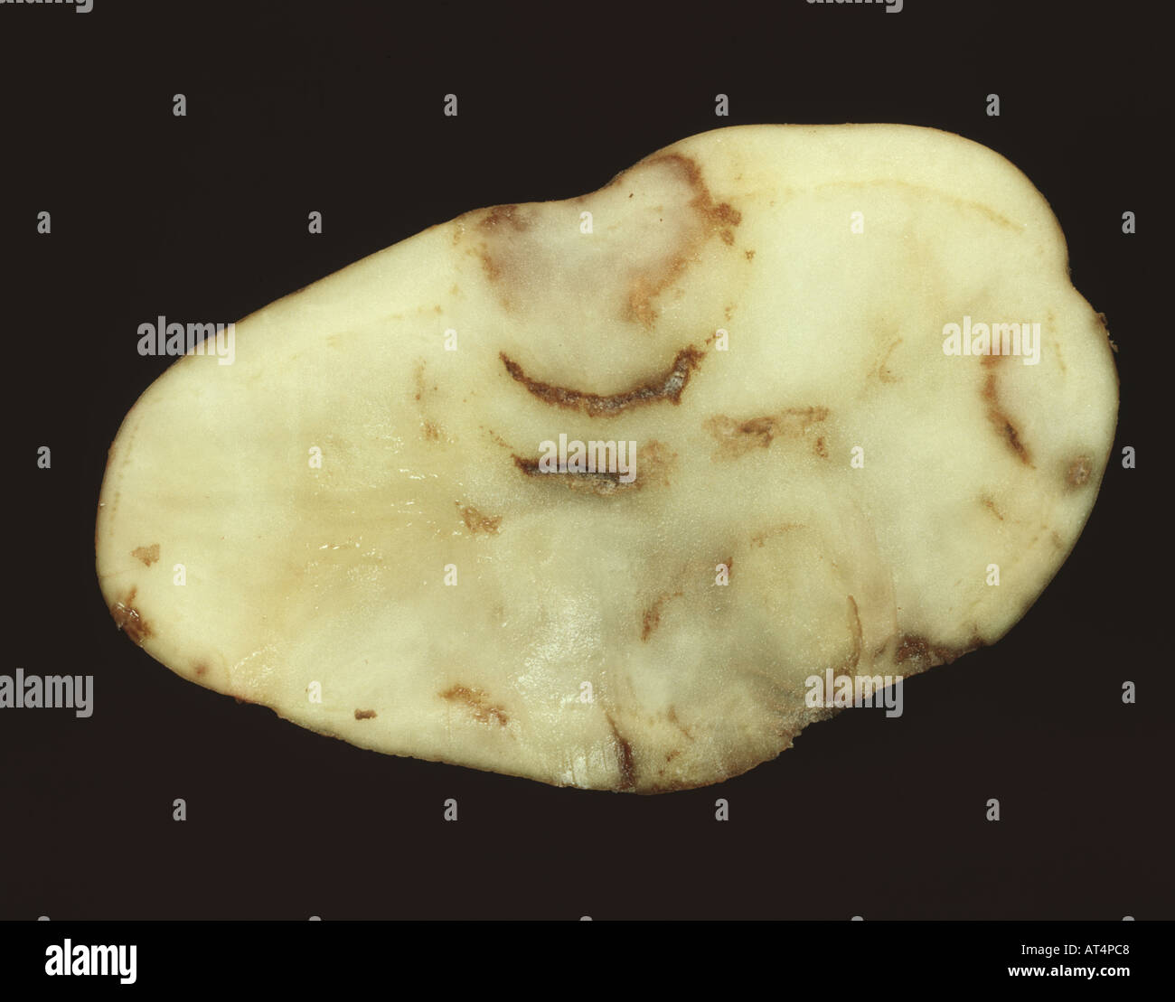 Una sezione di un tubero di patata spraing mostrando un sintomo della fecola di patate rattle virus PRV Foto Stock