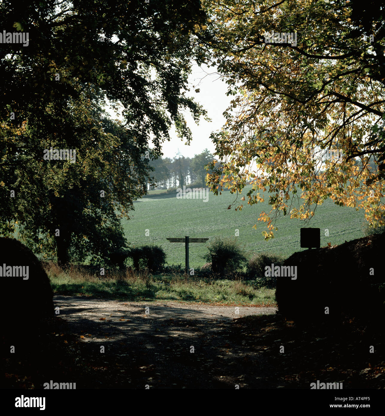 Alberi di autunno a strapiombo di una piccola strada con un cartello alla fine Wiltshire Foto Stock