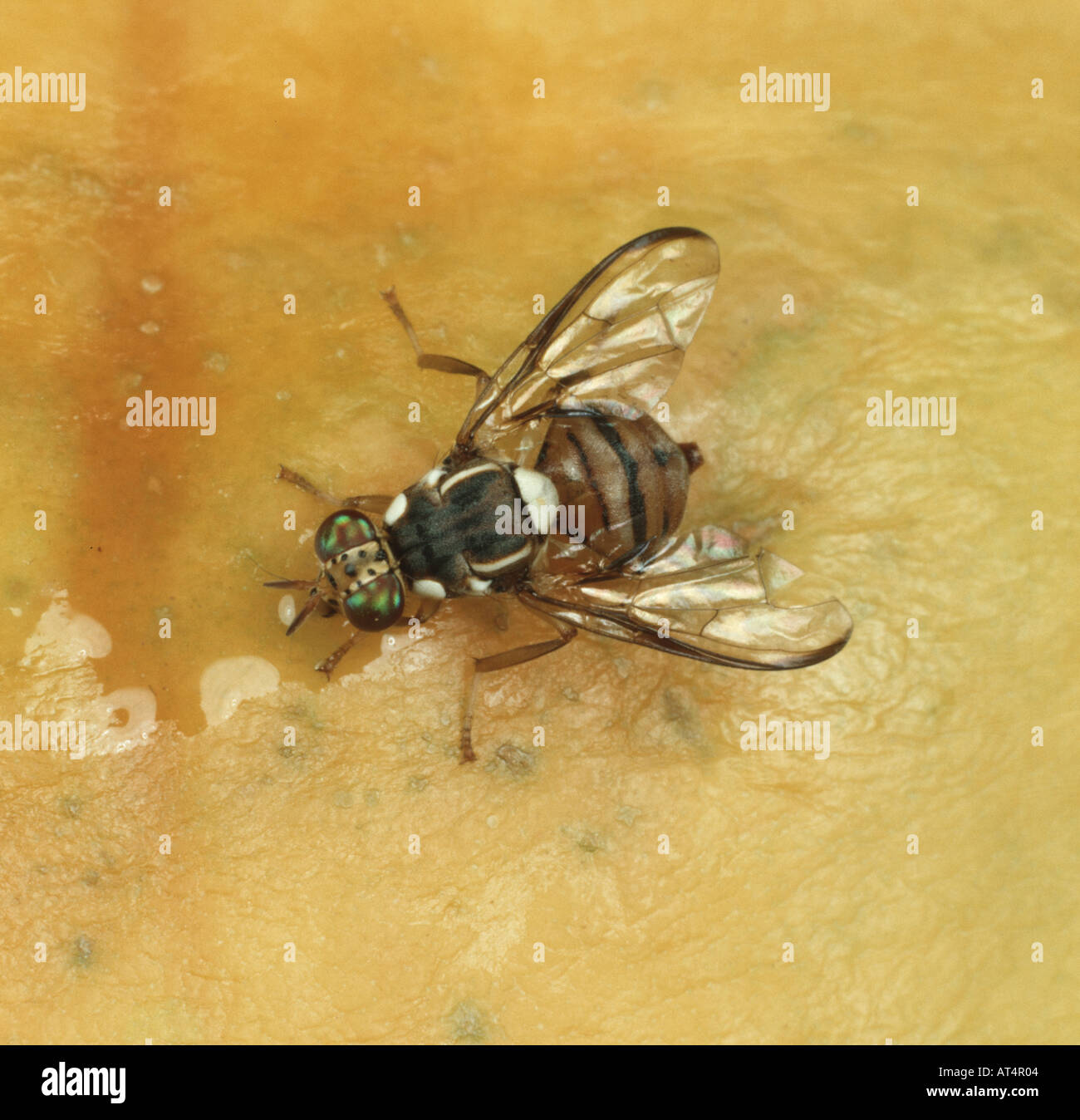 Mosca orientale della frutta (Bactrocera dorsalis) mosca adulto con gli occhi multicolore irrigui su un papaye o pawpaw frutta Foto Stock