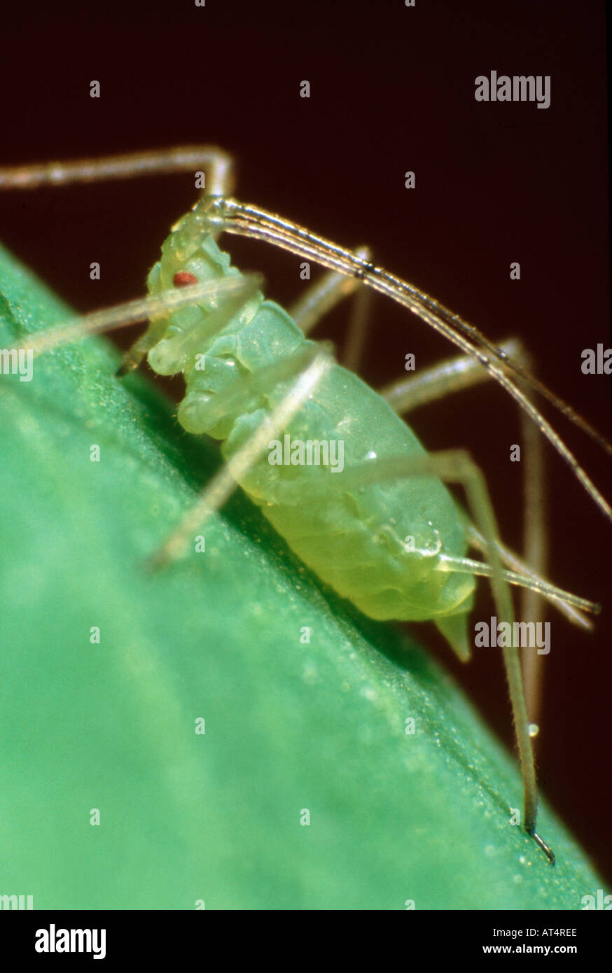 Il segnale di PEA afide Acyrthosiphon pisum afidi su una foglia di piselli Foto Stock