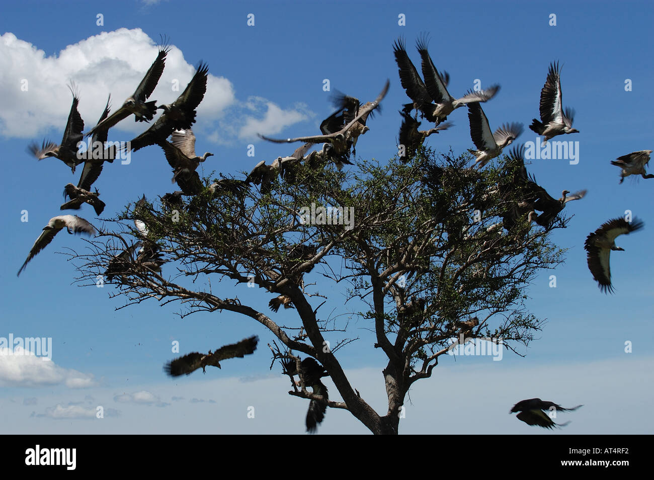 Dorso bianco avvoltoi Gyps africanus decollare da albero Masaii Mara Kenya Foto Stock