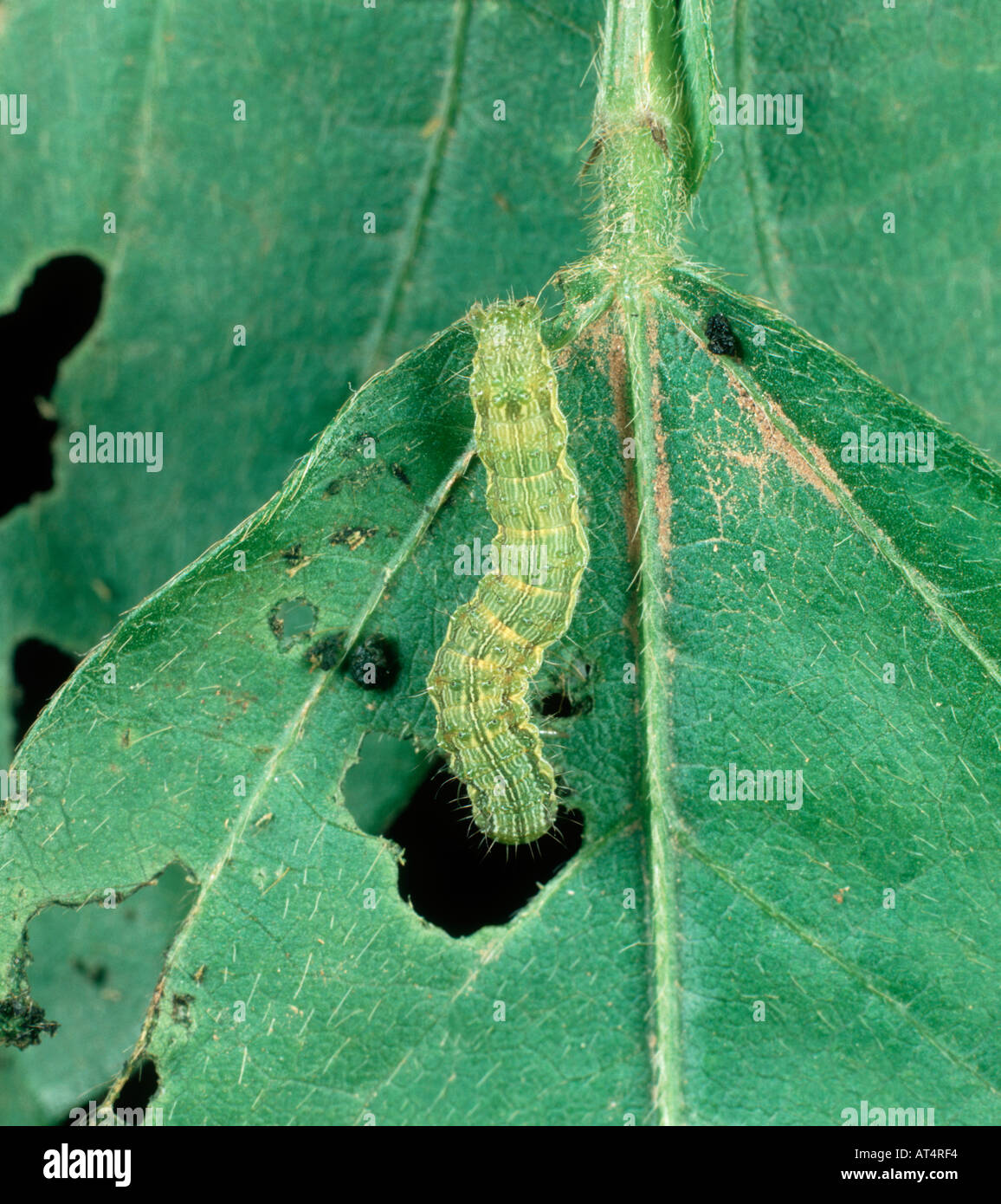 Il cotone o il vecchio mondo bollworm Helicoverpa armigera caterpillar alimentazione su foglia di soia Foto Stock