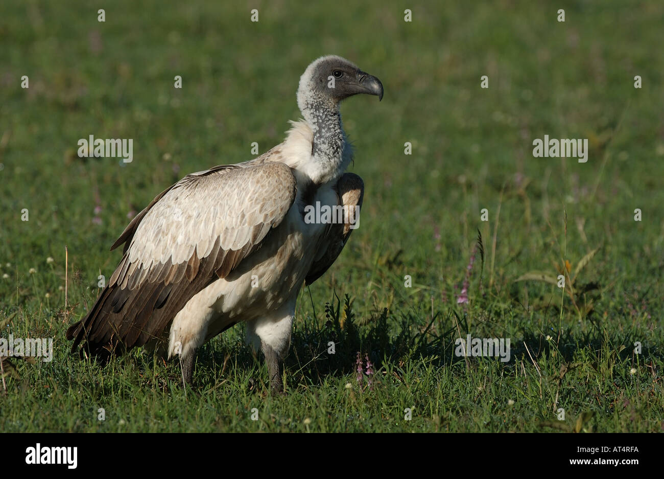 Adulto dorso bianco Vulture Gyps africanus Masaii Mara Kenya Foto Stock