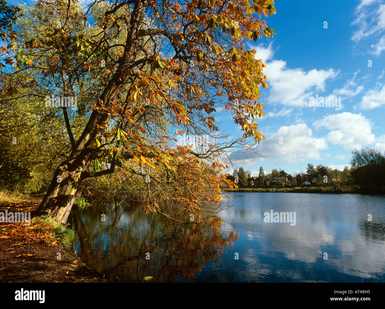 Regno Unito Inghilterra Cheshire Poynton piscina in autunno la luce solare Foto Stock