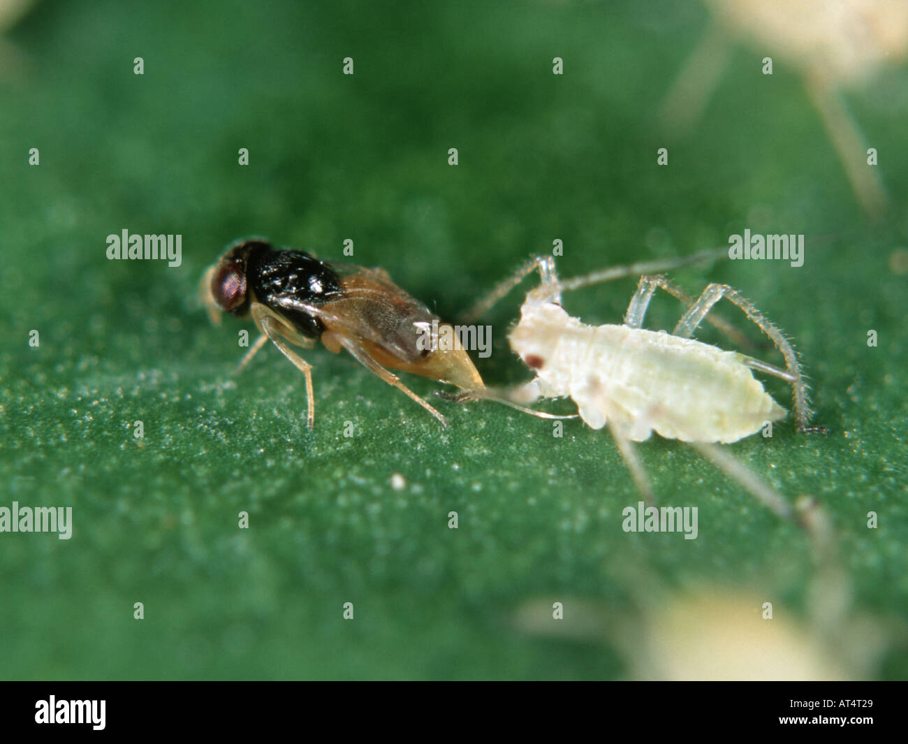 Parassitoide wasp Aphelinus abdominalis recante le sue uova in una patata immaturi afide host Foto Stock