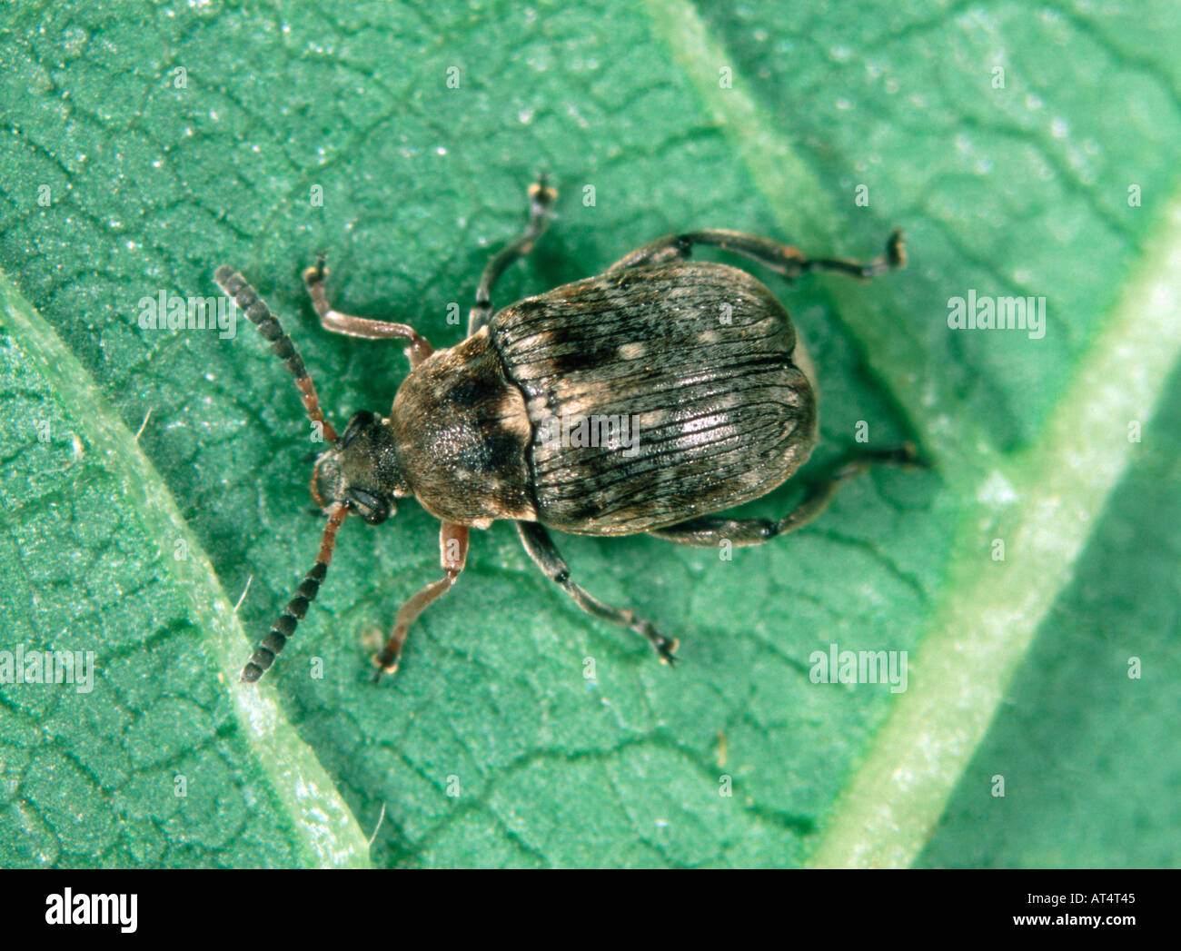 Semi di fagiolo beetle Bruchus rufimanus coleottero adulto Foto Stock