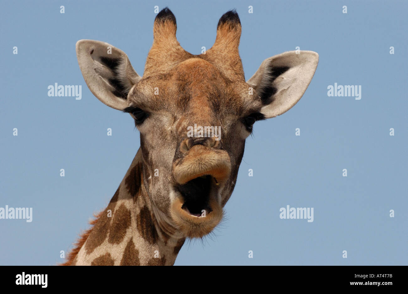 Femmina Giraffa giraffa camelopardalis close up della testa dalla parte anteriore Etosha Namibia Foto Stock