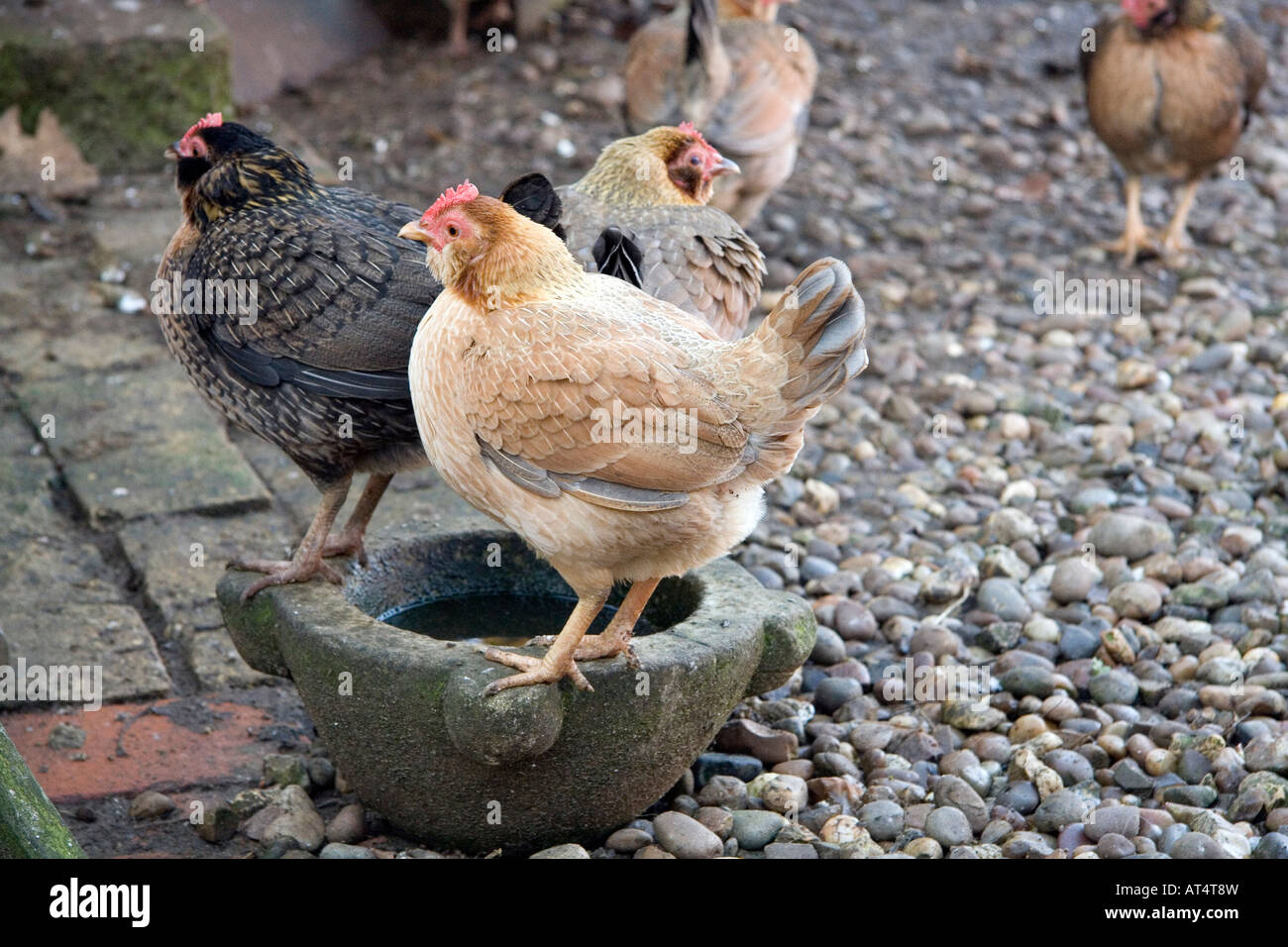Vecchio Inglese Galline Bantam Nel Cortile Di Malta Foto Stock Alamy