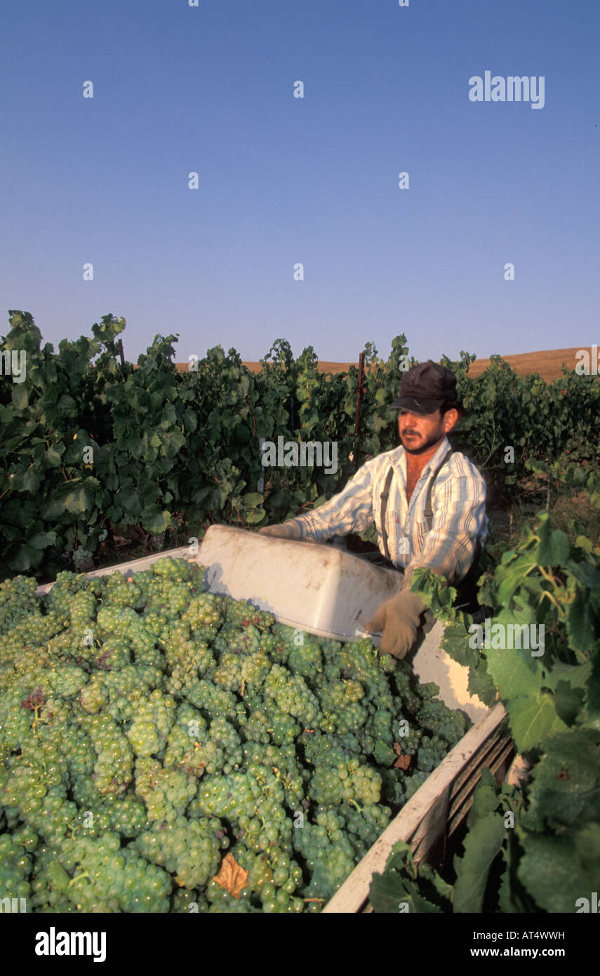 Lo Chardonnay raccolto in Los Carneros Napa California Foto Stock