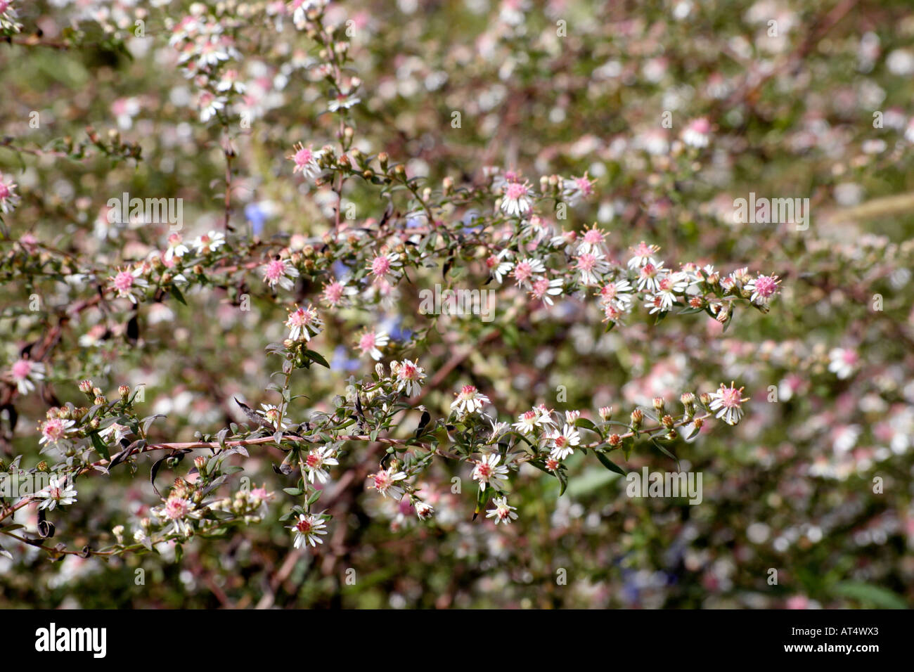 Aster lateriflorus Lady in nero durante il mese di ottobre Foto Stock